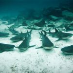 Black tipped reef sharks seen while diving the Galápagos