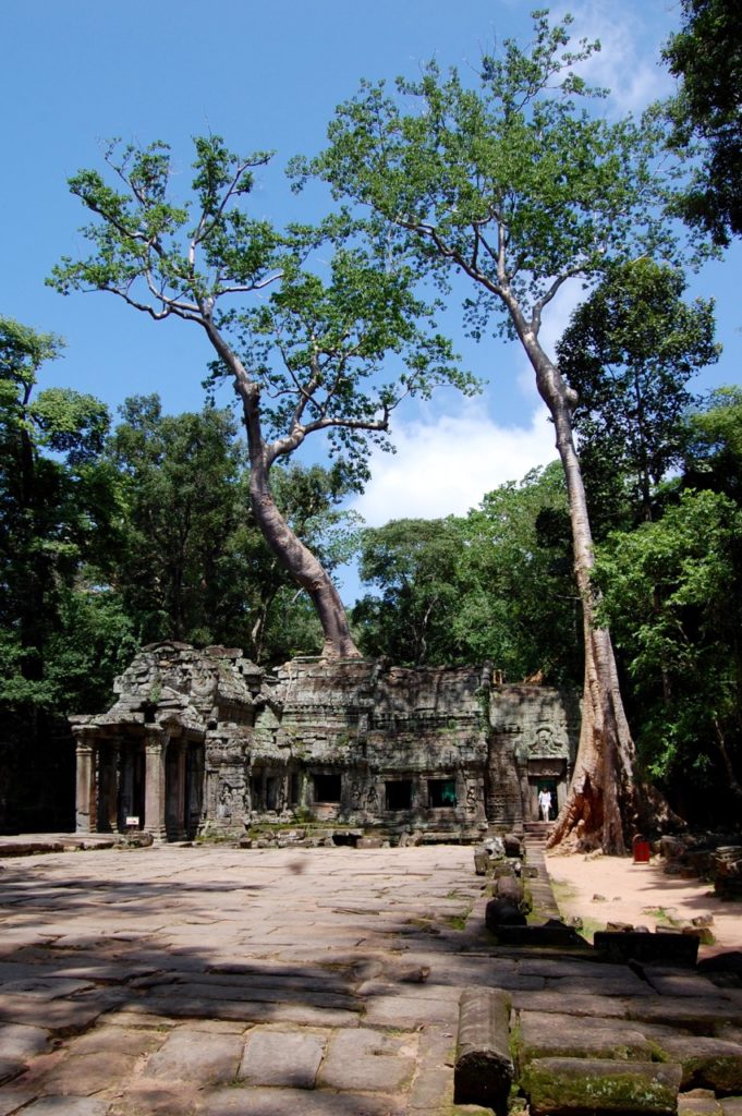 best time to visit Angkor Wat: Ta Prohm