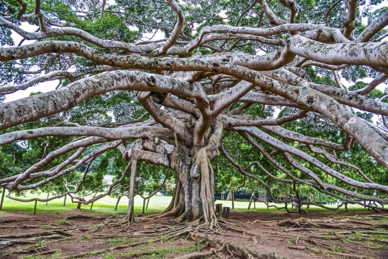 10 things to do in Kandy, Sri Lanka | Atlas & Boots