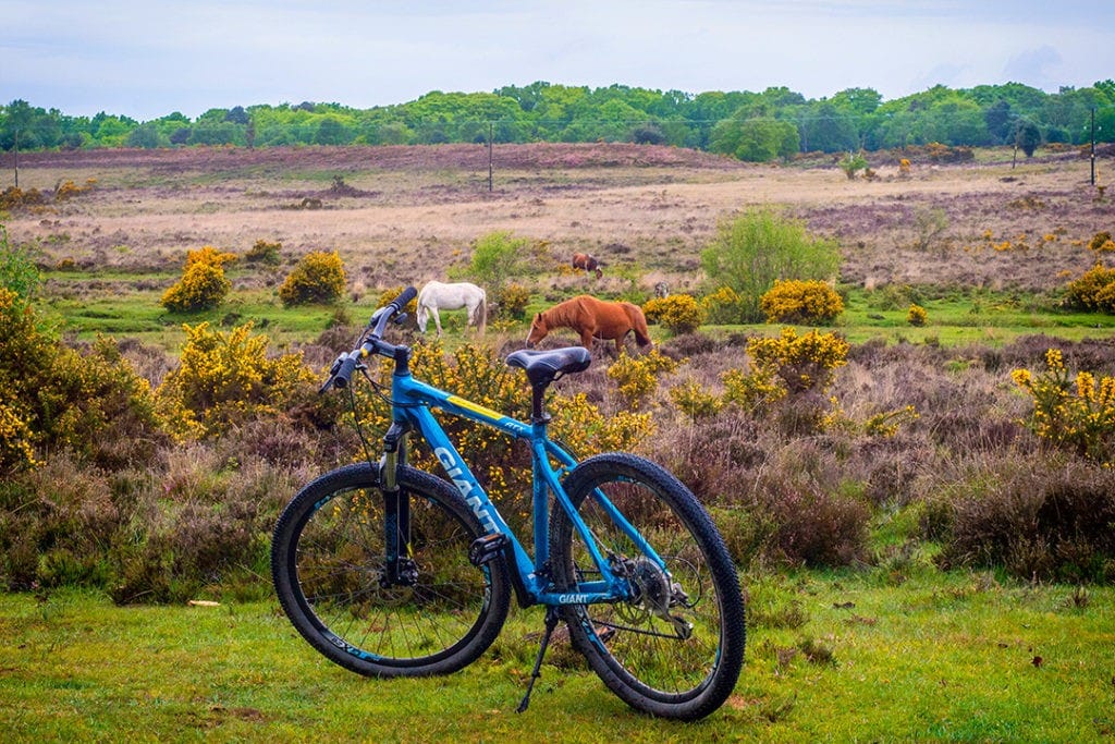 new forest cycle routes map