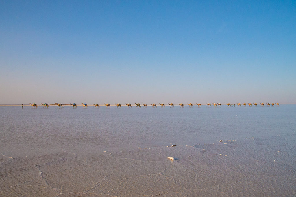 Camels on the salt route