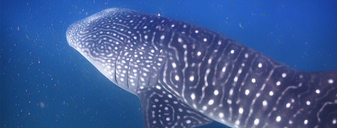 Swimming With Whale Sharks In Djibouti Atlas Boots