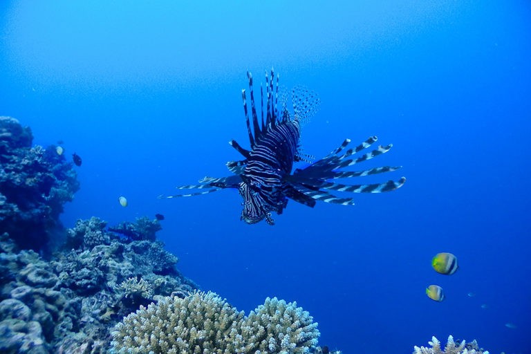 Diving Steve’s Bommie in the Great Barrier Reef | Atlas & Boots