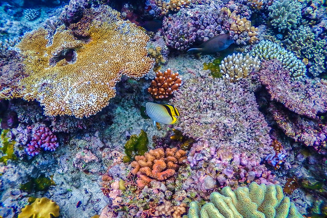 escape reef