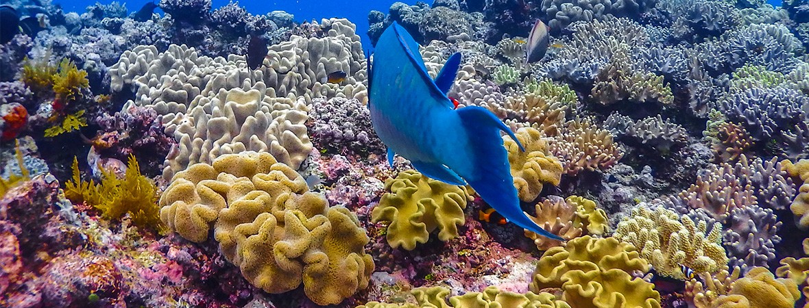 How Travellers Can Help Protect The Great Barrier Reef | Atlas & Boots