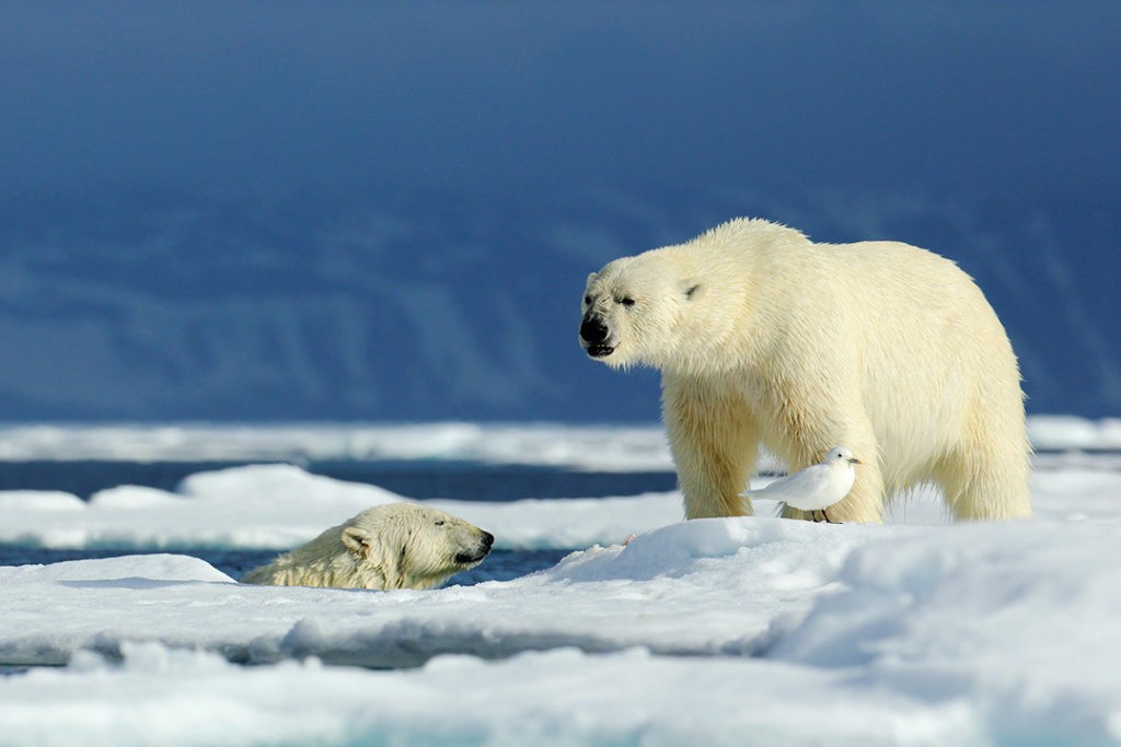 Polar Bear Death: Has Extinction Tourism Gone Too Far? 