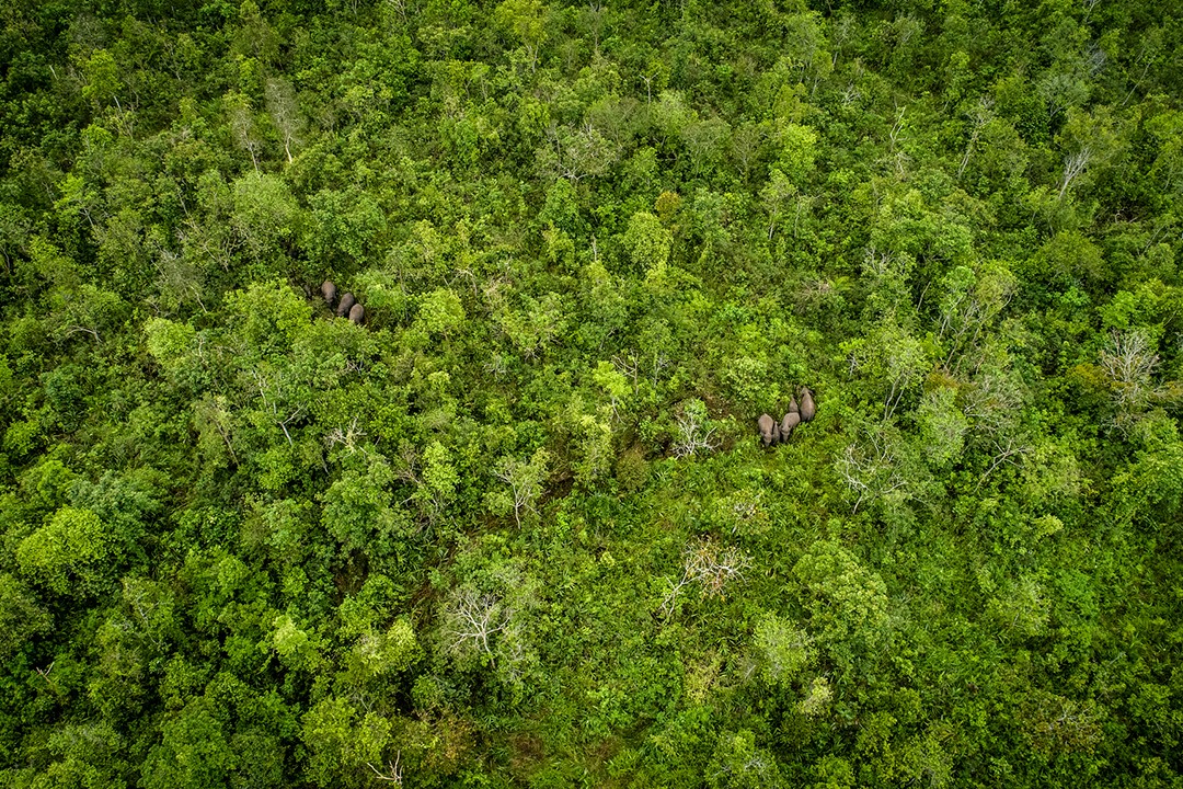 12 largest rainforests in the world and where to find them | Atlas & Boots