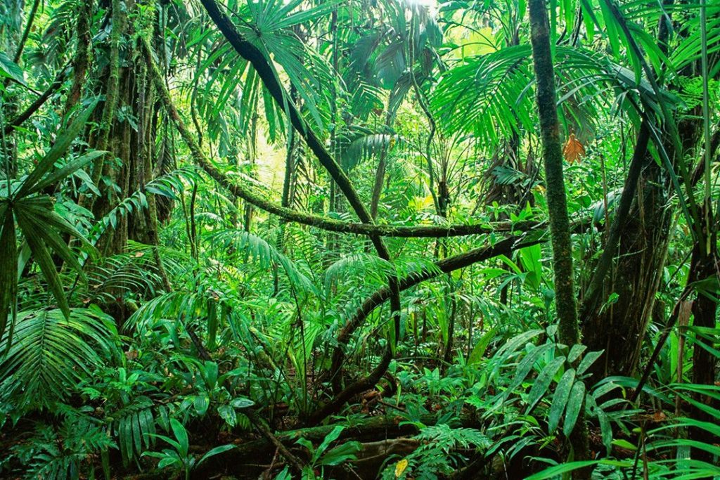 12 largest rainforests in the world | Atlas & Boots