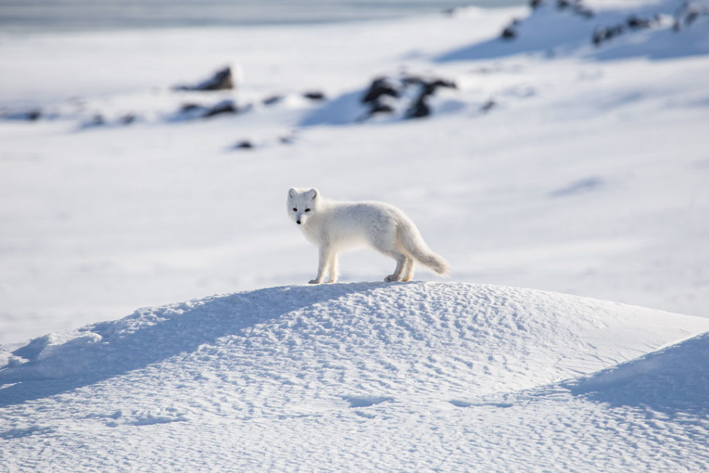10 Fun Facts About The Arctic Fox Arctic Kingdom Photos