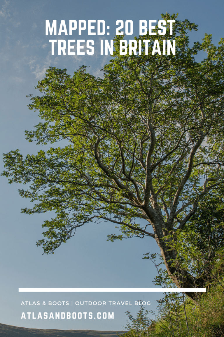 Mapped: 20 best trees in Britain | Atlas & Boots