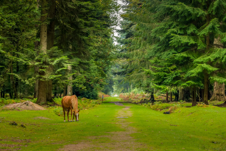 new forest tourist village