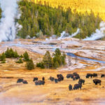 Bison in front of geysers in Yellowstone National Park