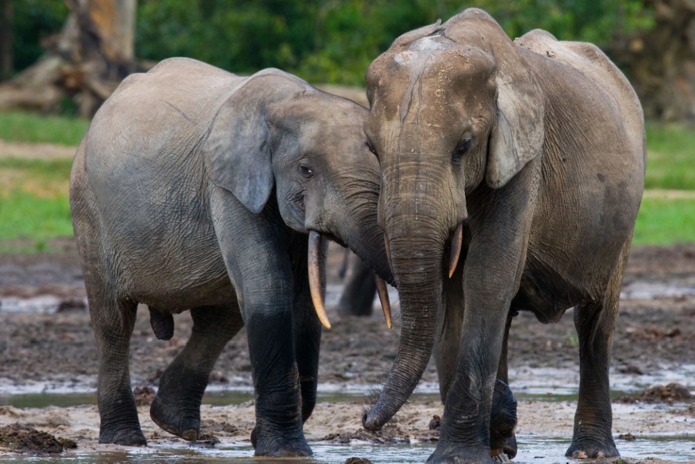 two elephants play in CAR – one of the most dangerous countries in the world