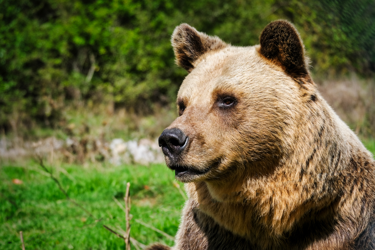 A brown bear with soft focus green background