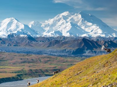 Caribou on a slope in front of Denali