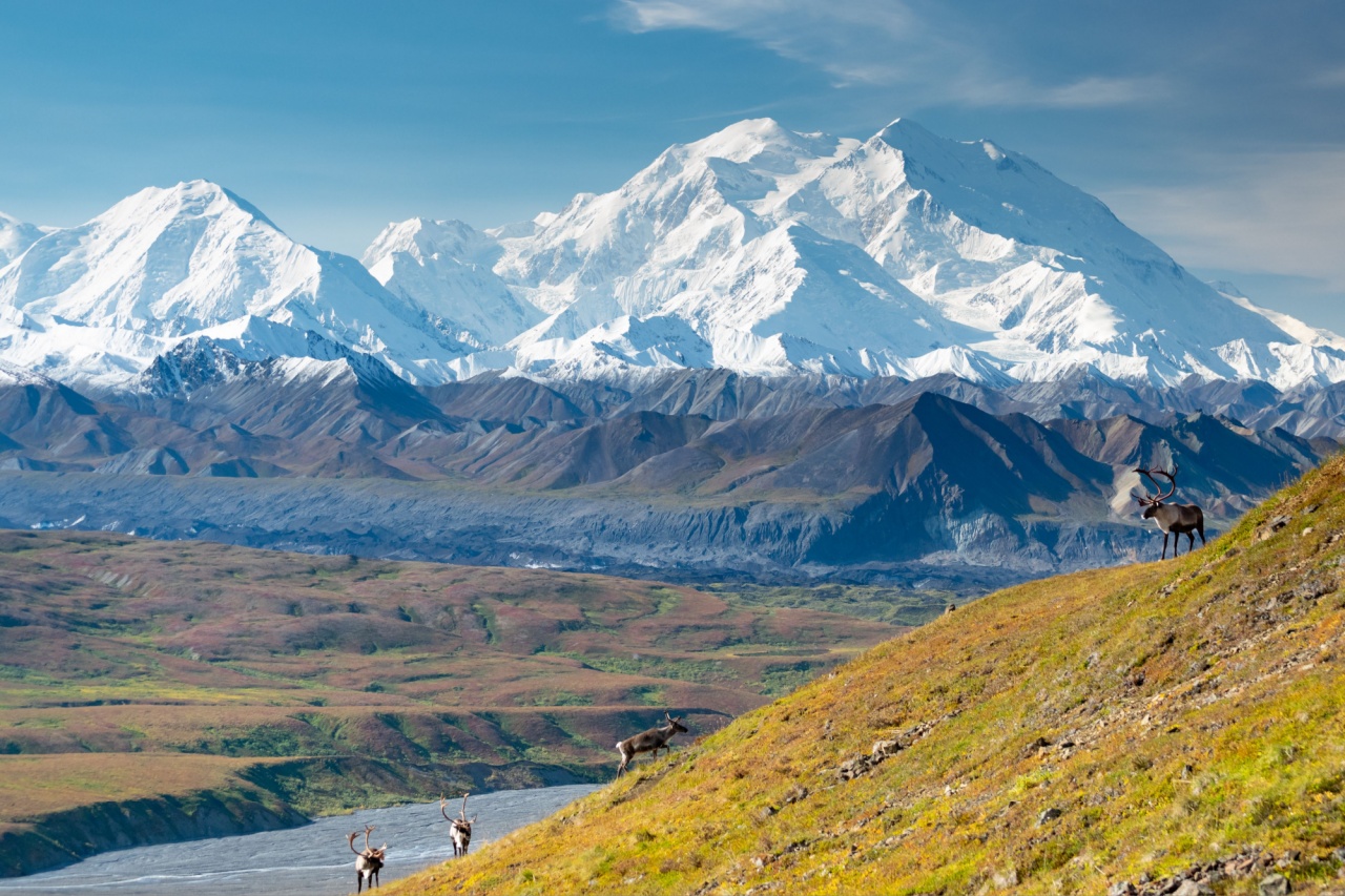 Caribou on a slope in front of Denali