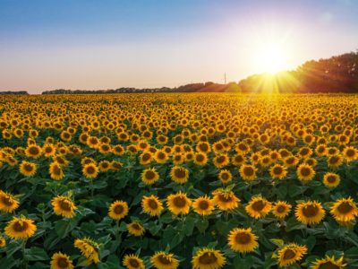 Rows of sunflowers in a field