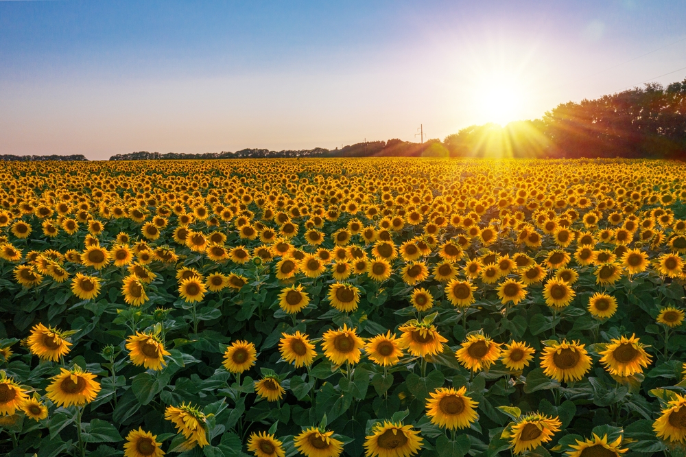 Rows of sunflowers in a field